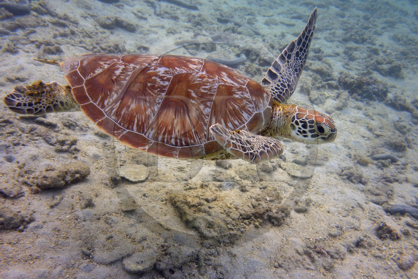France, Ile de la Reunion, Côte Ouest, Saint-Gilles-Les-Bains (commune de Saint-Paul), le récif corallien du lagon de l'Ermitage, tortue verte (Chelonia mydas) (vue sous-marine)