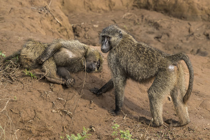 Rwanda, Parc national de l'Akagera, babouin olive (Papio anubis)