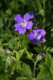 France, Alpes-Maritimes, parc national du Mercantour (Mercantour National Park), Valmasque valley, woodland geranium (Geranium sylvaticum)