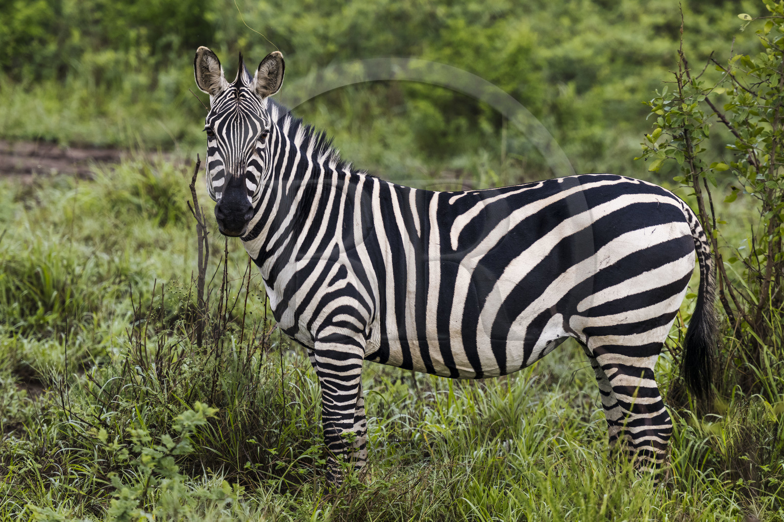Rwanda, Parc national de l'Akagera, zèbre des plaines (Equus quagga)