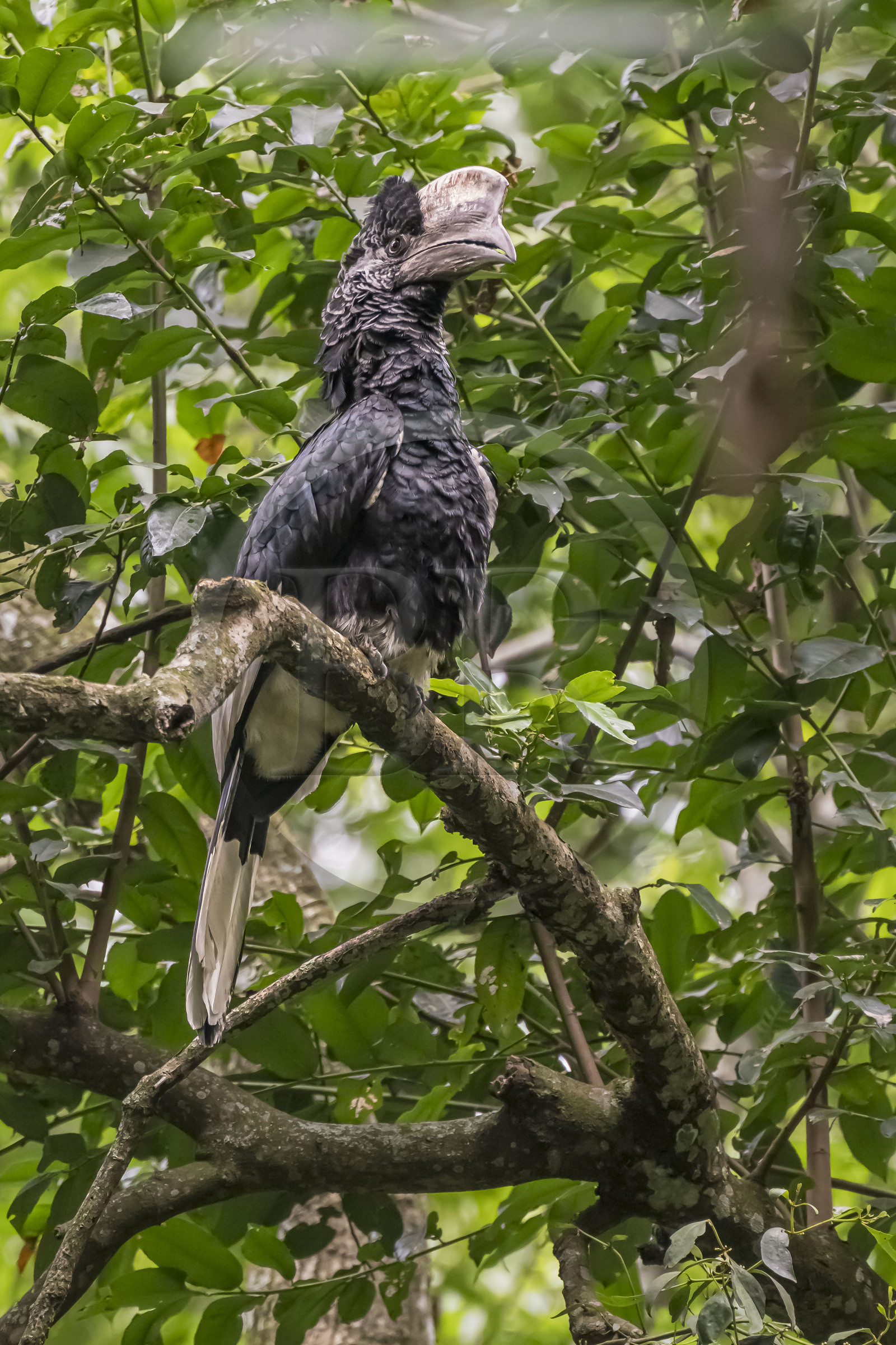 Rwanda, Province de l’Ouest, Nyakabuye, Parc national de Nyungwe, forêt tropicale humide naturelle de Cyamudongo, Calao à joues grises (Bycanistes subcylindricus)