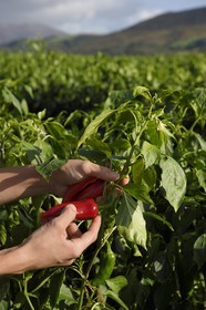 France, Pyrenees Atlantiques, Basque Country, Espelette, field of Espelette peppers, the green pepper turns red when matured