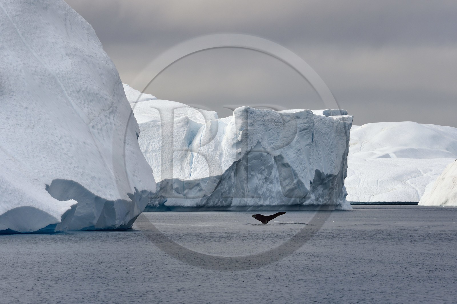 Groenland, cote ouest, baie de Disko, Ilulissat, fjord glacé classé Patrimoine Mondial de l'UNESCO qui est l’embouchure maritime du glacier Sermeq Kujalleq, queue d'une baleine à bosse ou rorqual à bosse (Megaptera novaeangliae) en plongée devant un iceberg