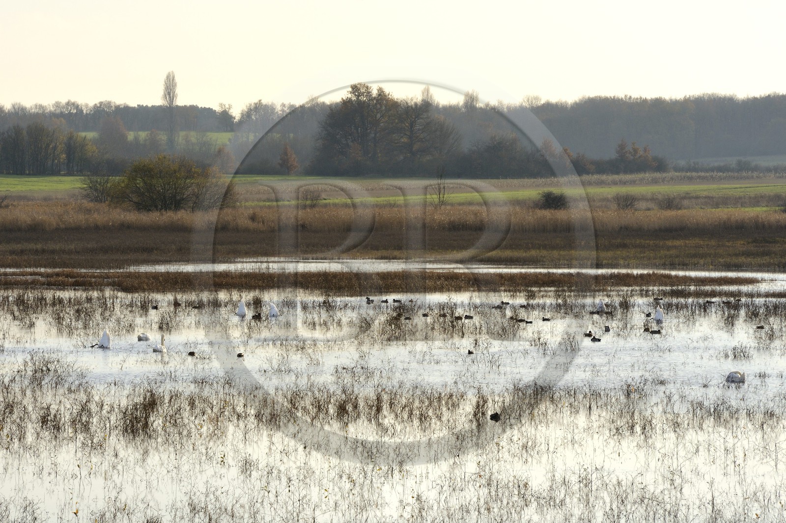 France, Indre (36), le Berry, parc naturel régional de la Brenne, canards et cygnes sur l'étang Purais