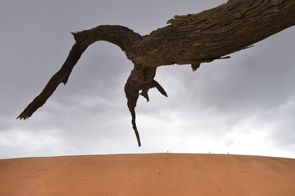 Namibie, région d'Hardap, désert du Namib, parc national du Namib-Naukluft, Erg du Namib classé Patrimoine Mondial de l'UNESCO, dunes de Sossusvlei, arbre mort de Camelthorn Acacia (Acacia erioloba) à Dead Vlei et randonneurs sur la dune Big Daddy en arrière plan