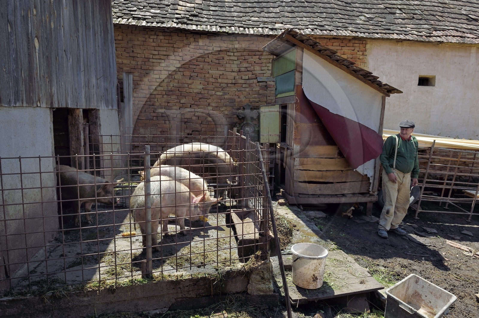 Roumanie, Transylvanie, région de Sighisoara, village de Movile, fermier dans sa cour