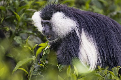 Rwanda, Province de l’Ouest, Gisakura, Parc national de Nyungwe, Colobe de Ruwenzori (Colobus angolensis ruwenzorii) dans une plantation de thédont il ne mange pas les feuilles