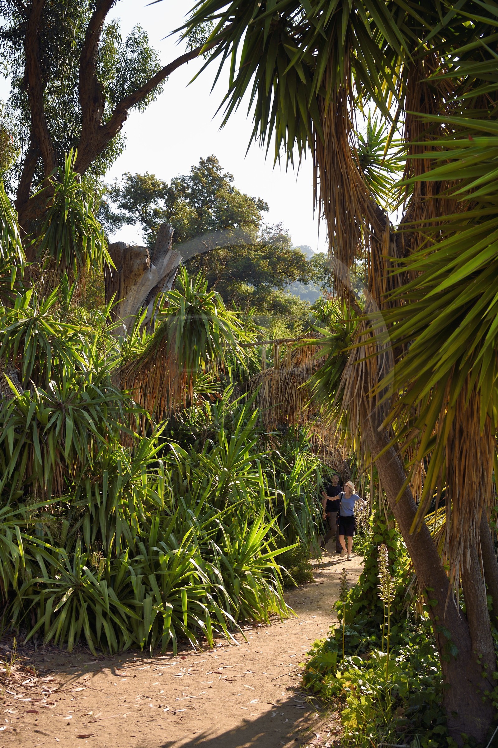 France, Var (83), Rayol-Canadel-sur-Mer, Domaine du Rayol, propriété du conservatoire du littoral mention obligatoire, le jardin des Méditerranées conçu par le paysagiste Gilles Clément,