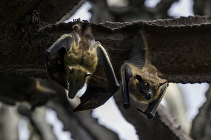 Rwanda, Province de l’Ouest, Karongi (anciennement nommée Kibuye), lac Kivu, Ile Napoléon ou Tembabagoyi, Roussette paillée africaine ou Roussette des palmiers africaine ou Roussette jaune (Eidolon helvum) dans un Euphorbe candélabre