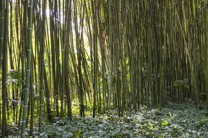 France, Gard, Generargues towards Anduze, Bambouseraie en Cévennes (Bamboo garden), bamboo forest