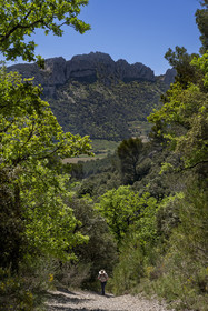 France, Vaucluse (84), Dentelles de Montmirail, Gigondas, randonneur sur un sentier longeant les Dentelles Sarrasines au coeur du massif