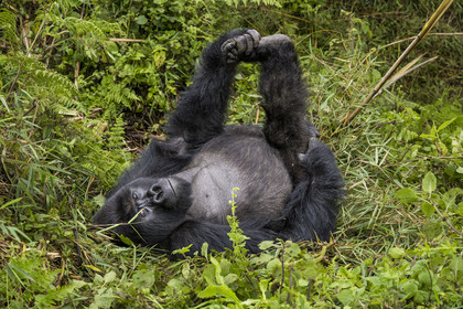 Rwanda, Province du Nord, Parc National des Volcans dans la chaine des Monts Virunga, mont Karisimbi, gorille des montagnes (Gorilla beringei beringei) du groupe Susa, male appelé dos argenté (silverback)