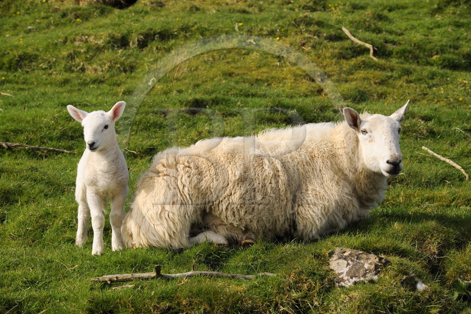 Royaume-Uni, Ecosse, région des Highlands, les Hébrides, île de Skye, mouton et son agneau