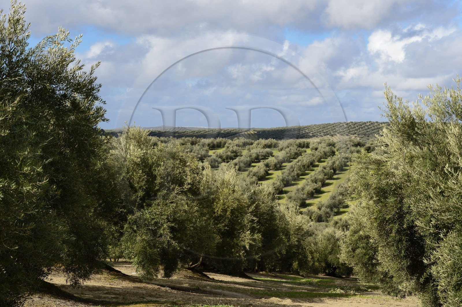 Espagne, Andalousie, province de Jaén, champs d'oliviers au sud de Martos