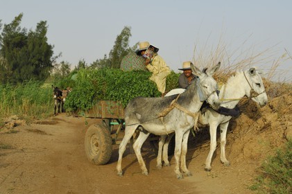 Egypte, désert libyque, oasis de Dakhla, travaux des champs