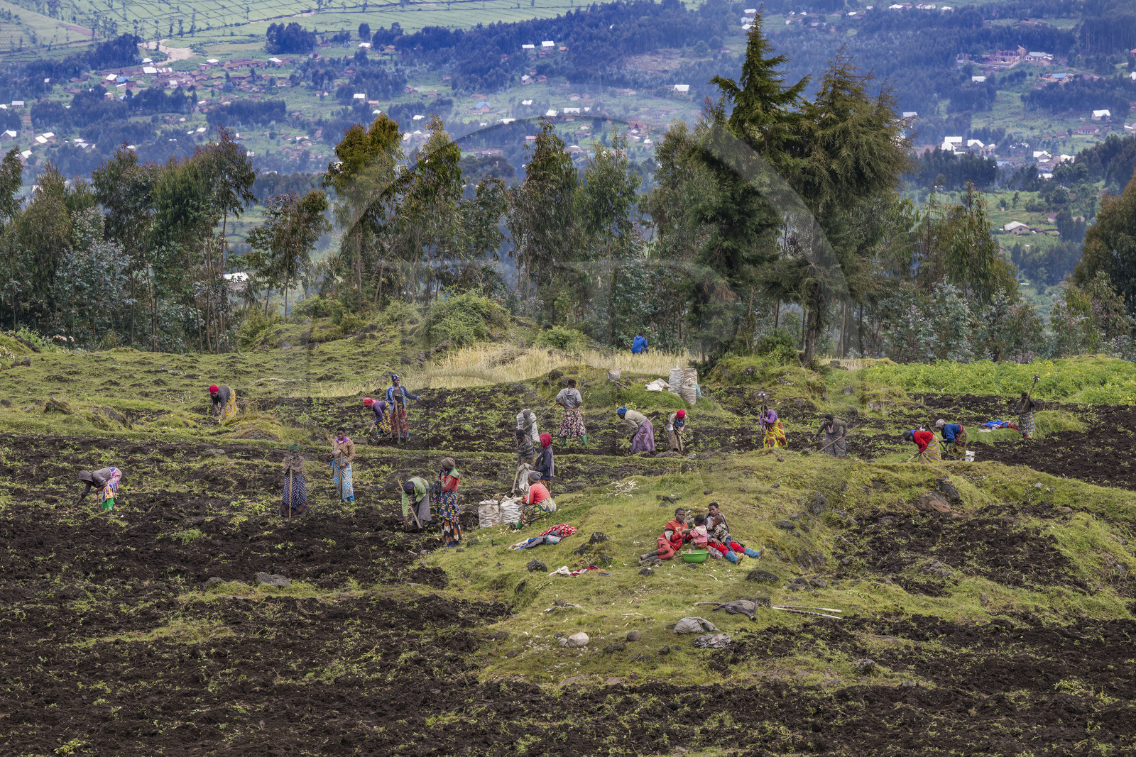 Rwanda, Province du Nord, District de Musanze (Ruhengeri), culture des champs sur les pentes volcaniques du mont Karisimbi dans les montagnes des Virunga en bordure du Parc national des Volcans où vivent les gorilles