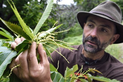 France, Var, Massif des Maures, Collobrières, valley of the Aurier, the forester Fabien Tamboloni shows us chestnut flowers