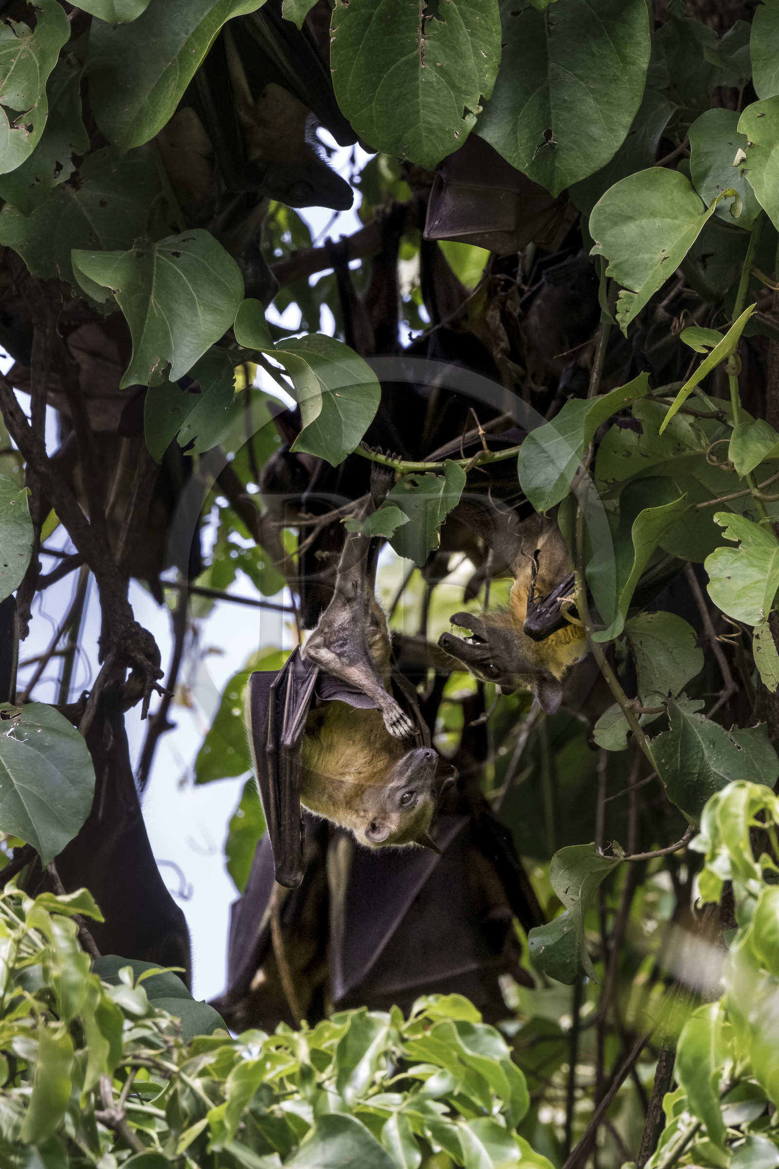 Rwanda, Western Province, Karongi (formerly named Kibuye), lake Kivu, Napoleon Island or Tembabagoyi, straw-coloured fruit bat (Eidolon helvum)