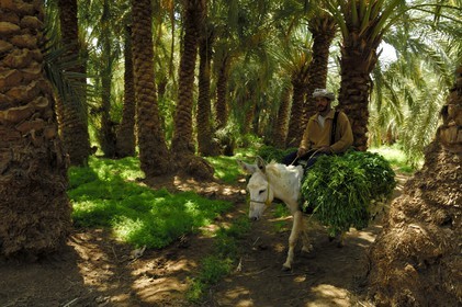 Egypte, Basse-Egypte, désert libyque, oasis de Bahariya (Bahareyya), la palmeraie, paysan sur son ane vérifiant l' état de ses palmiers dattiers