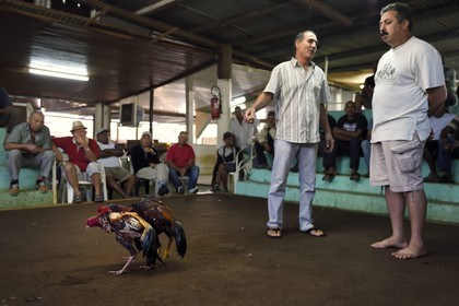 France, Ile de la Reunion, Petit Tampon, combat de coqs dans le Rond de Coq