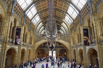 United Kingdom, London, Kensington, Natural History Museum, the Central Hall overlooked by the skeleton of a blue whale