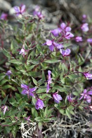 Greenland, west coast, Disko Island, Qeqertarsuaq, river beauty willowherb (Chamaenerion latifolium), emblematic flower of the country