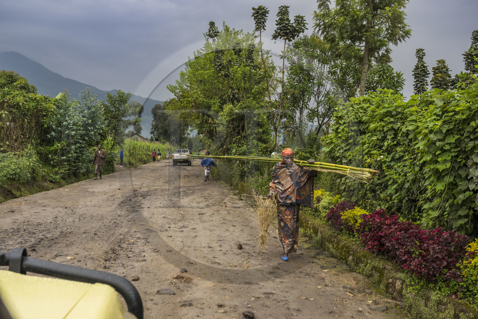 Rwanda, Province du Nord, District de Musanze (Ruhengeri), Busogo, piste menant au mont Karisimbi dans les montagnes des Virunga dont il est le point culminant (en arrière plan) et où vivent les gorilles