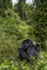 Rwanda, Province du Nord, Parc National des Volcans dans la chaine des Monts Virunga, mont Karisimbi, gorilles des montagnes (Gorilla beringei beringei) du groupe Susa, mère avec son petit de 6 mois