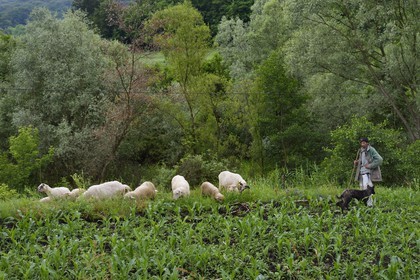 Roumanie, Transylvanie, Valea Viilor (en allemand Wurmloch), berger et son troupeau de moutons