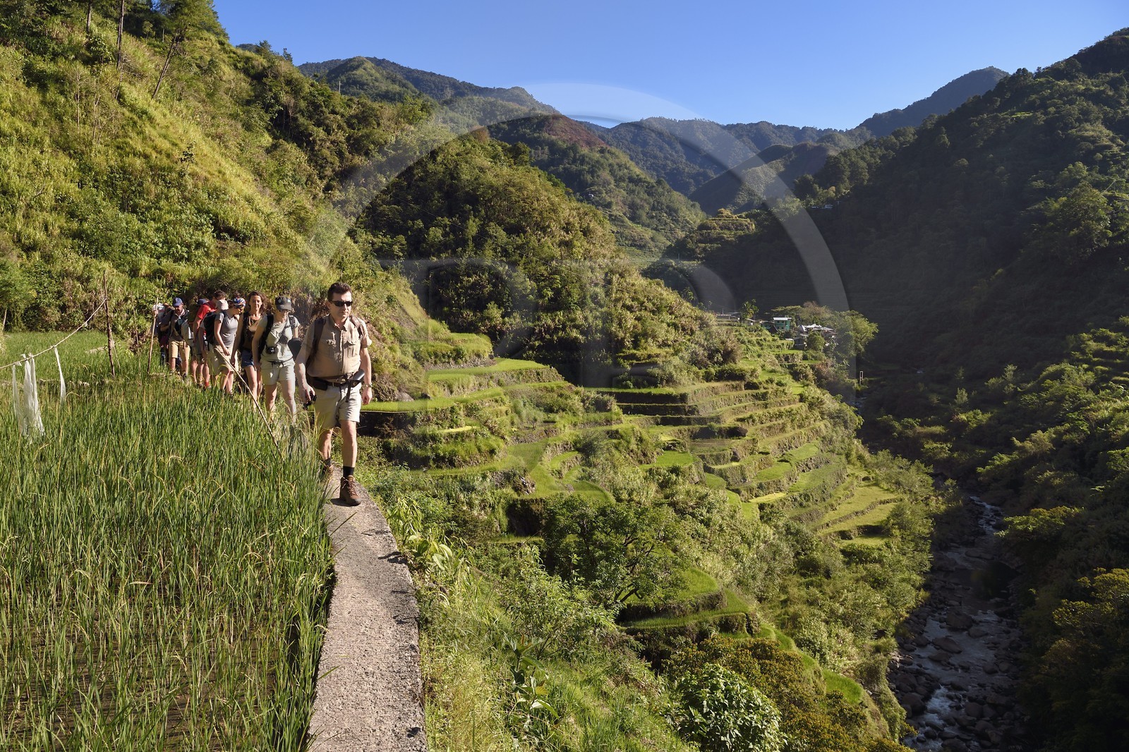 Philippines, province d'Ifugao, randonnée dans les rizières en terrasses de Banaue autour du village de Cambulo, classées Patrimoine Mondial de l'UNESCO