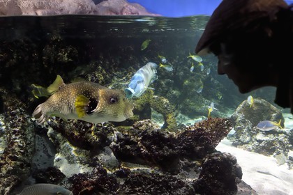 France, Charente-Maritime (17), La Rochelle, Aquarium La Rochelle, Mention obligatoire, zone indo-pacifique, le lagon, Poisson ballon à taches blanches (Arothron hispidus) et napoléon ou labre géant (Cheilinus undulatus) en arrière plan