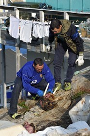 Groenland, cote ouest, baie de Baffin, Upernavik, chasseurs dépecant une tête de morse
