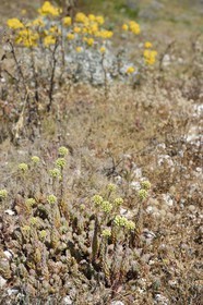 France, Bouches du Rhone, Marseille, Calanques National Park, archipelago of Frioul islands, Pomegues island