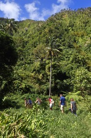 Caraïbes, Ile de la Dominique, randonneurs sur le segment 13 du Waitukubuli National Trail dans le nord de l'île entre Pennville et Capuchin