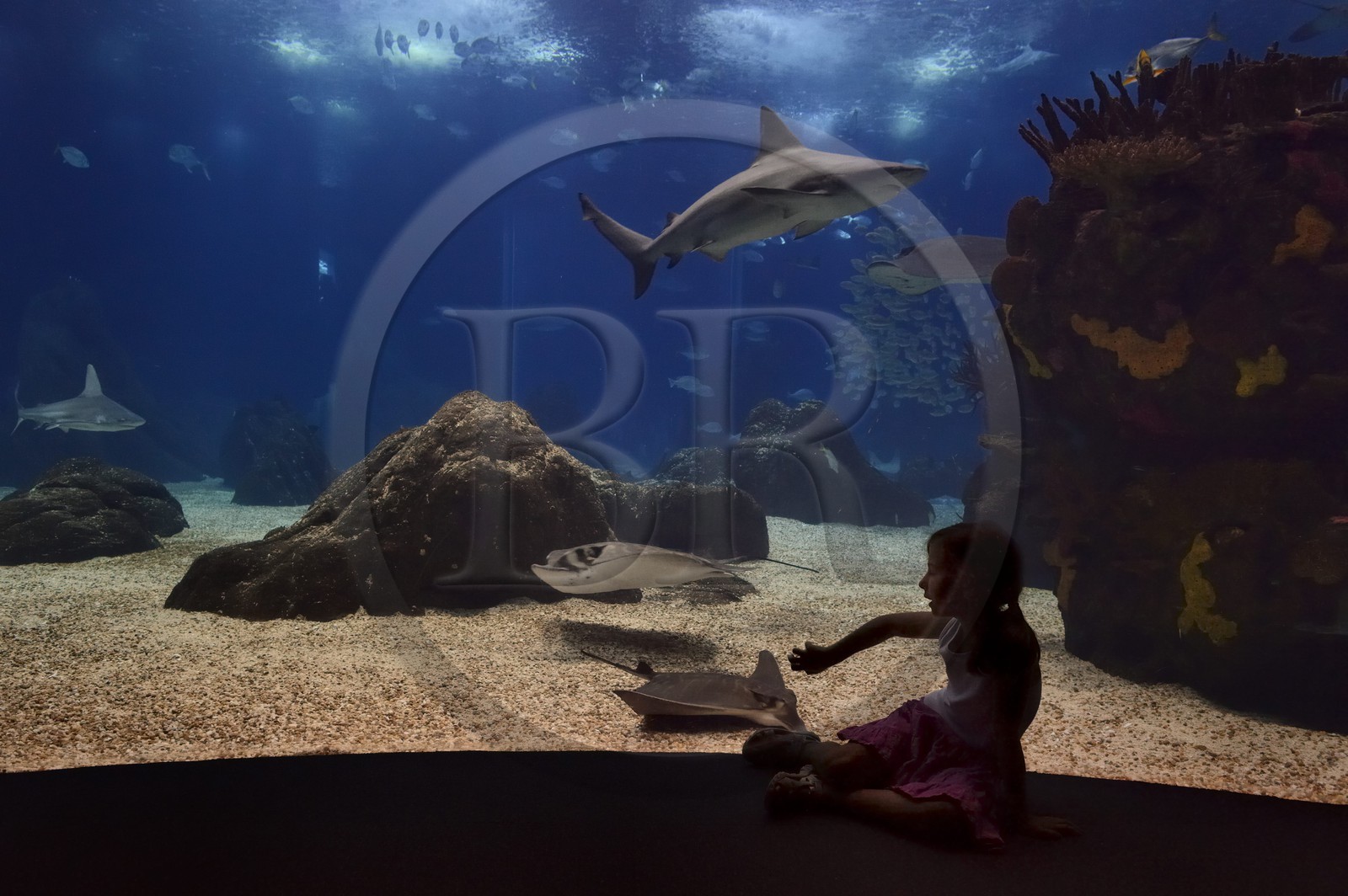 Portugal, Lisbonne, Parque das Nações (Parc des nations) construit pour l'exposition universelle de 1998, Oceanário (Oceanarium), aquarium