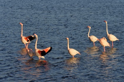 France, Aude, Narbonne, Corbieres, Gruissan, Flamingos (Phoenicopterus roseus)