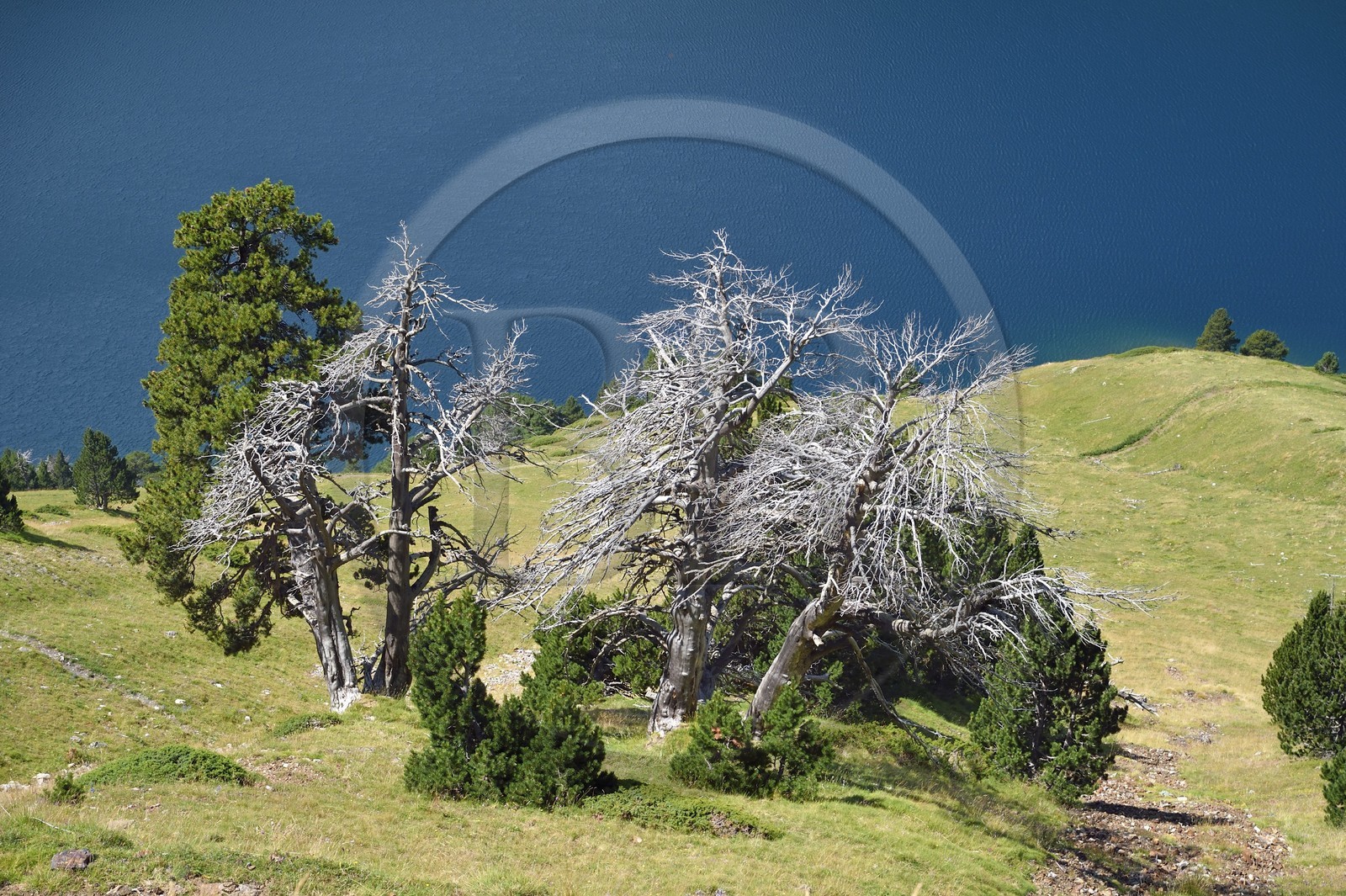 France, Hautes-Pyrénées (65), Saint-Lary-Soulan et Vielle-Aure, randonnée sur une variante du GR10 entre le col de Portet et les lacs de Bastan en bordure de la réserve naturelle de Néouvielle, le lac artificiel de l'Oule