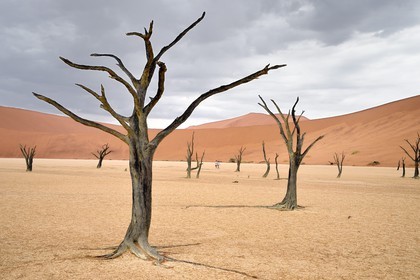 Namibie, région d'Hardap, désert du Namib, parc national du Namib-Naukluft, Erg du Namib classé Patrimoine Mondial de l'UNESCO, dunes de Sossusvlei, Dead Vlei, arbres morts de Camelthorn Acacia (Acacia erioloba)