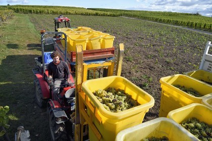 France, Haut Rhin, the Alsace Wine Route, Bergheim, grape harvest on a plot of the Wine estate Marcel Deiss