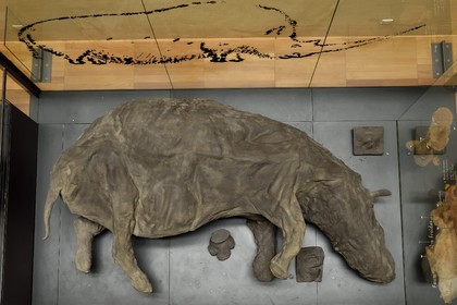France, Dordogne (24), Périgord Noir, vallée de la Vézère, Les Eyzies-de-Tayac-Sireuil, site classé Patrimoine Mondial de l'UNESCO, Musée National de la Préhistoire, moulage d'un Rhinoceros laineux (Coelodonta antiquitatis) daté d'environ 30000 ans tel qu,il a été retrouvé dans le pergélisol