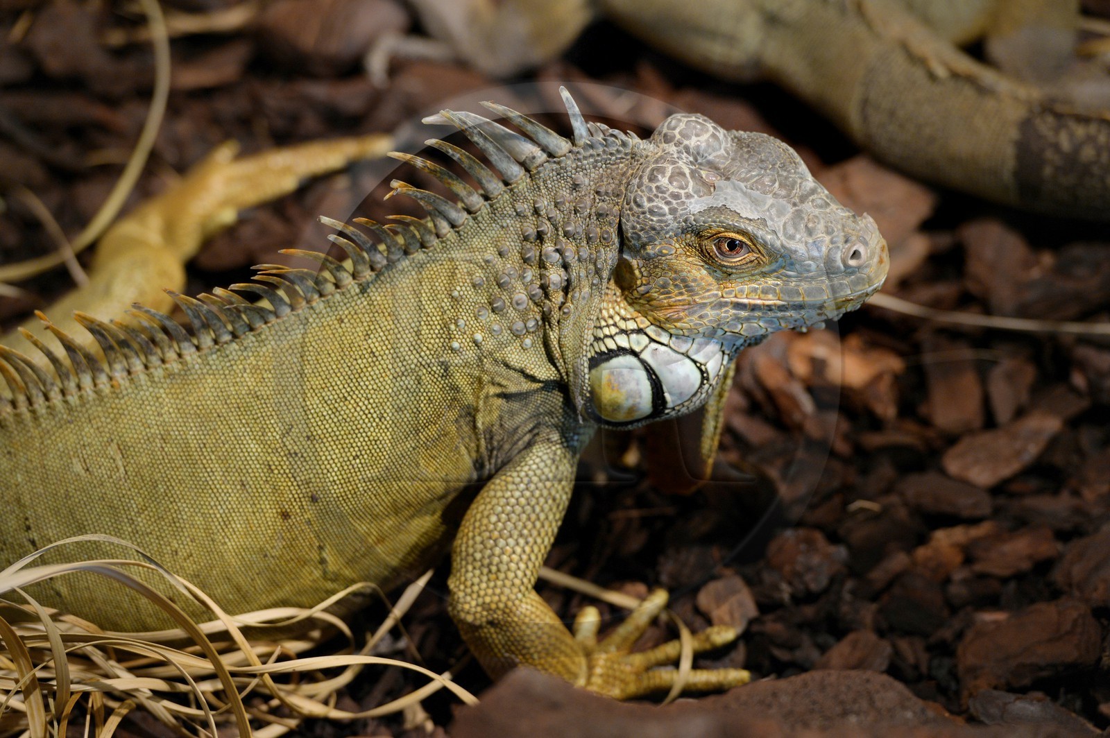 Portugal, Lisbonne, Jardin zoologique, iguane vert (Iguana iguana)