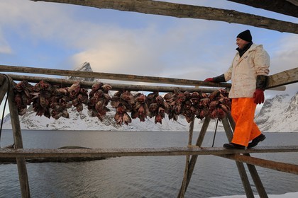Norway, Nordland County, Lofoten Islands, Moskenes Island, Reine, hanging cod-fish's heads for drying