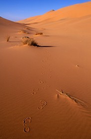 Libya, region of the desert, the Fezzan (Sahara), Erg of Mourzouk (Murzuq), trace of step in the ochre sand