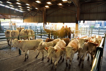 France, Seine Maritime, Forges les eaux, livestock market (mainly cows)