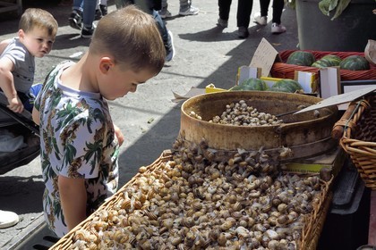Italie, Sicile, Catane, ville baroque classée au Patrimoine Mondial de l'UNESCO, le marché du matin Pescheria dans le quartier du Duomo, vente à l'étal d'escargots vivants