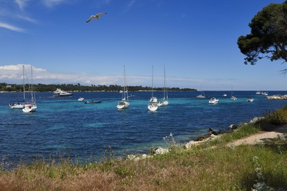 France, Alpes-Maritimes, Lerins Islands, Saint-Honorat island,