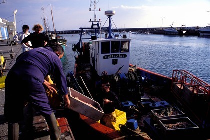 France, Finistère (29), déchargement du poisson au port de Lesconil