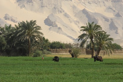 Egypte, désert libyque, oasis de Dakhla, travaux des champs