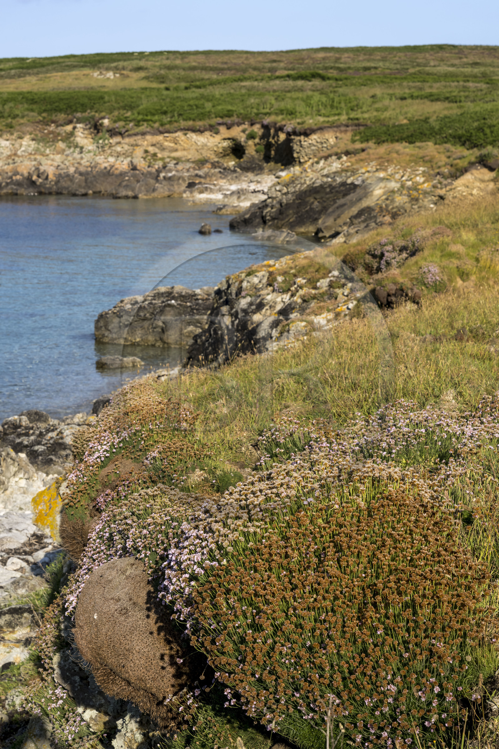 France, Finistère (29), Mer d'Iroise, Ile d'Ouessant, Baie de Lampaul, Porz Goret  sur la cote Sud