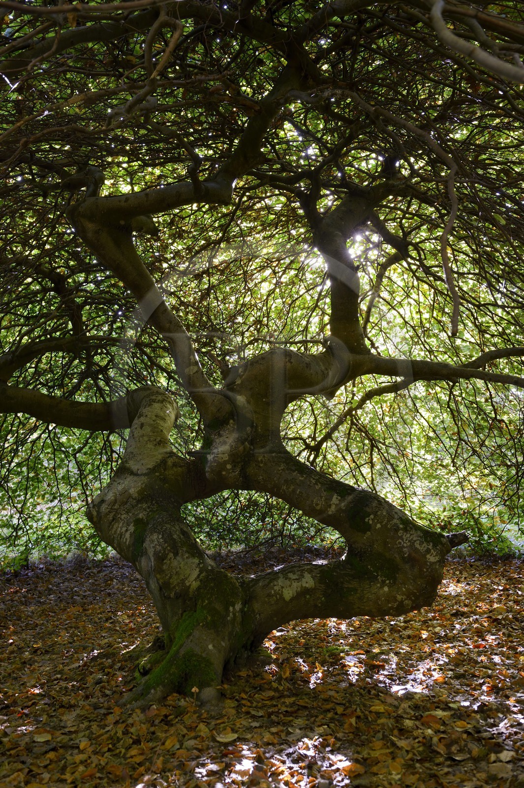 France, Marne (51), Parc Naturel Regional de la Montagne de Reims, Verzy, les Faux-de-Verzy, hêtres tortueux